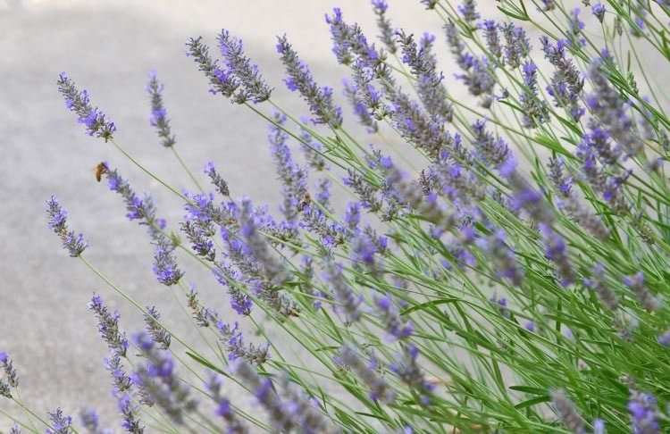 Lavender Spike Oil: Source, History and Use in Painting