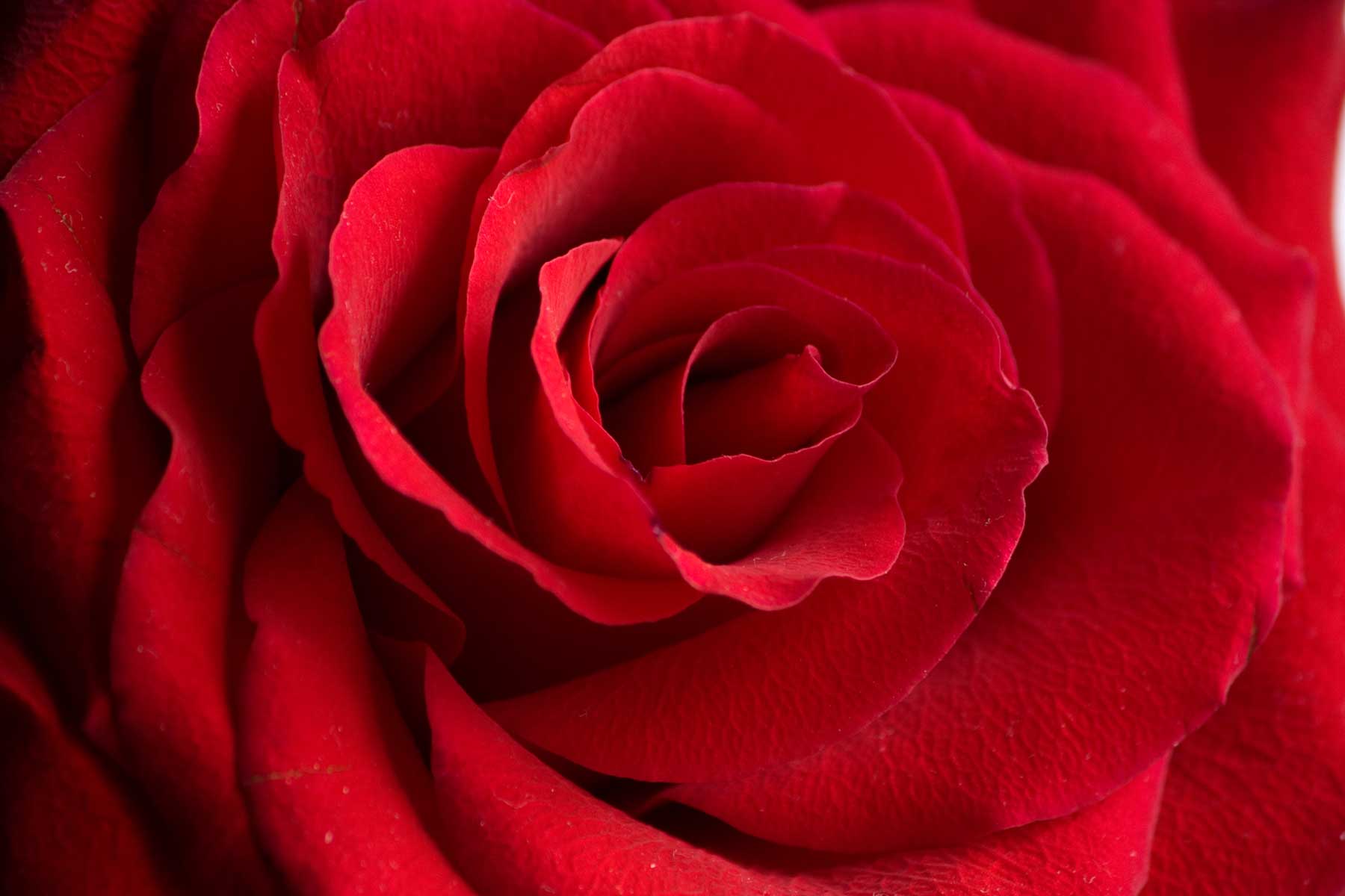 A Rose By Any Other Name