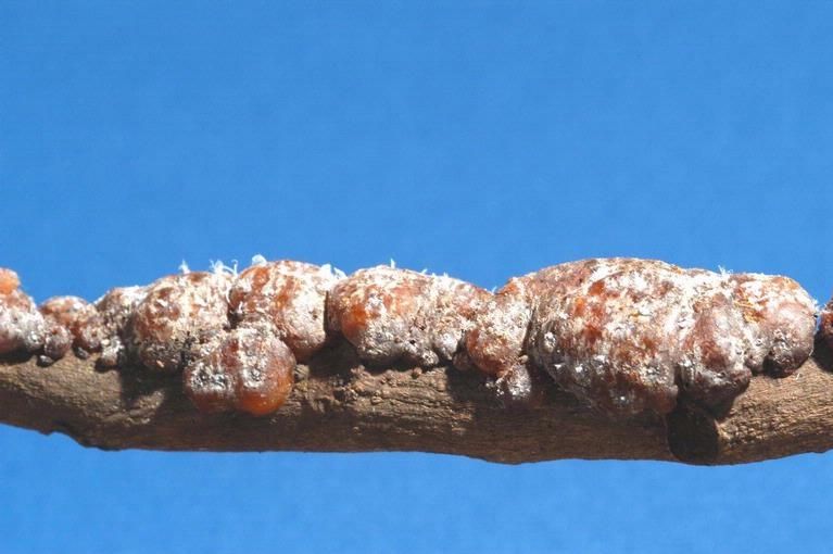 Shellac is a resin secreted by the female lac bug, Kerria lacca