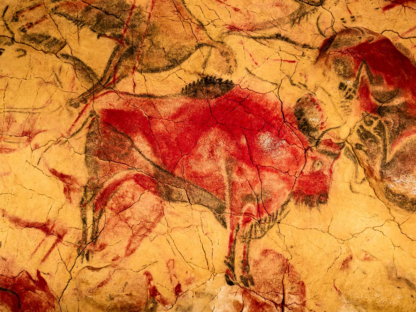 Painting of bison with red earth pigments in Altamira cave wall